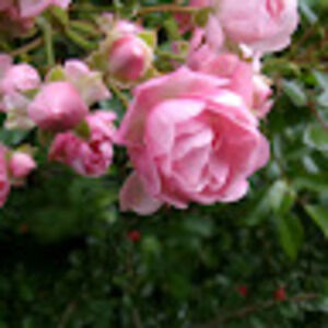 Meet your Posher, Rose